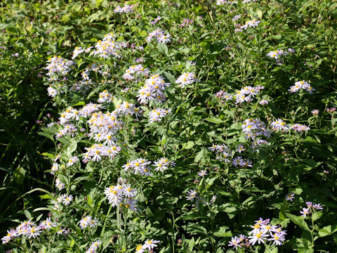 Aster microcephalus var. ovatus