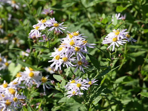 Aster microcephalus var. ovatus