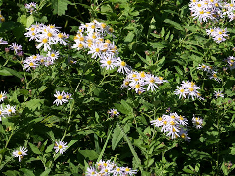 Aster microcephalus var. ovatus