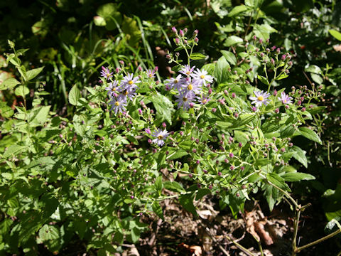 Aster microcephalus var. ovatus