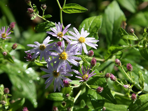 Aster microcephalus var. ovatus