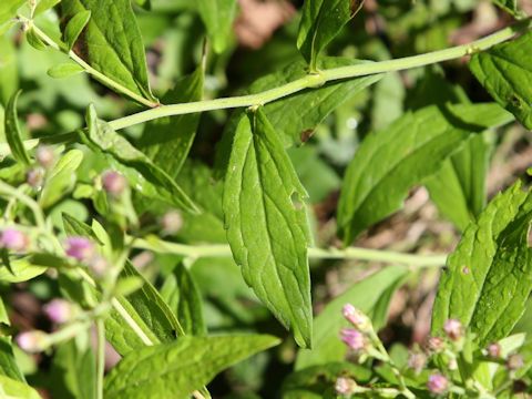 Aster microcephalus var. ovatus