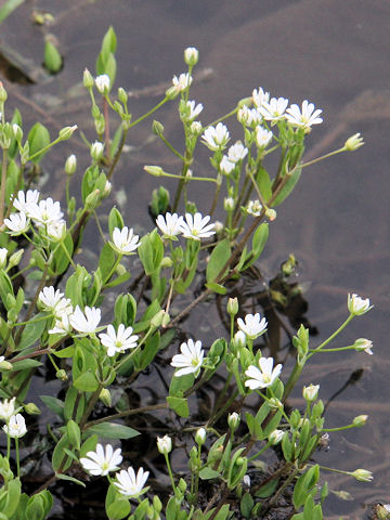 Stellaria alsine var. undulata