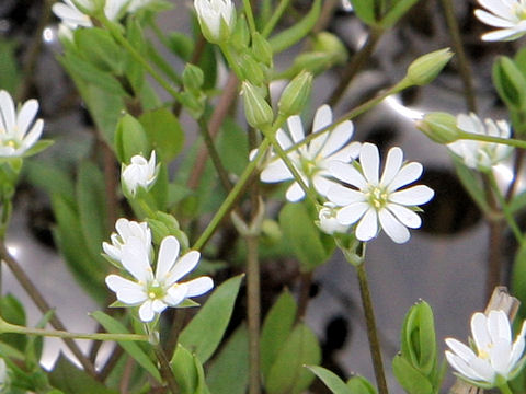 Stellaria alsine var. undulata