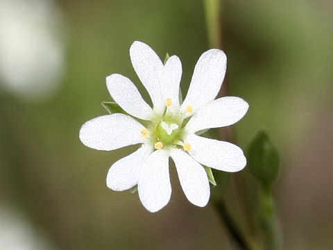 Stellaria alsine var. undulata