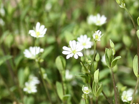 Stellaria alsine var. undulata