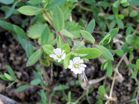 Stellaria alsine var. undulata