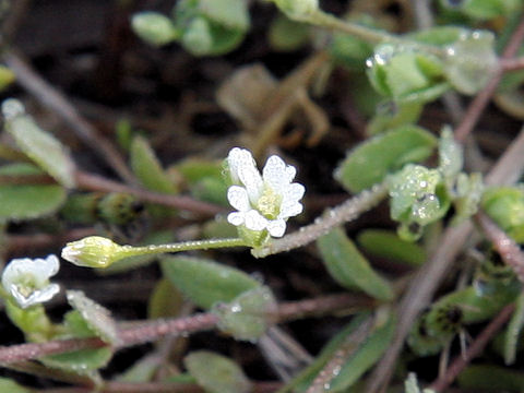 Stellaria alsine var. undulata