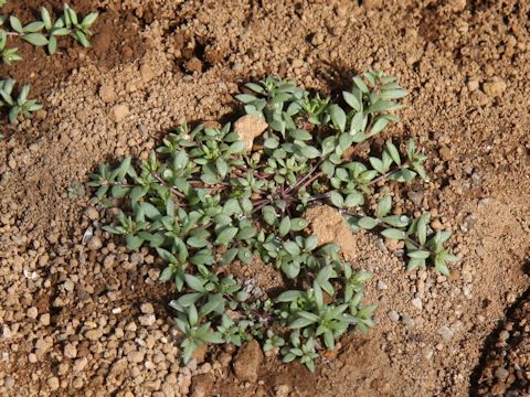 Stellaria alsine var. undulata