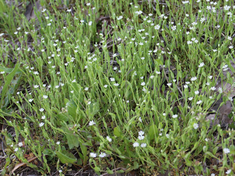 Stellaria alsine var. undulata