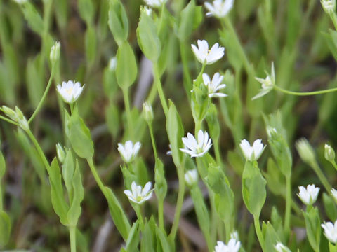 Stellaria alsine var. undulata