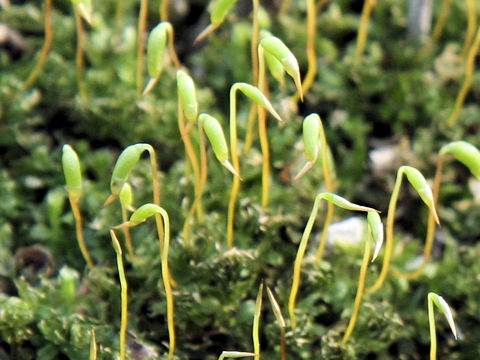 Haplocladium angustifolium