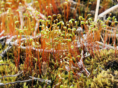 Haplocladium angustifolium