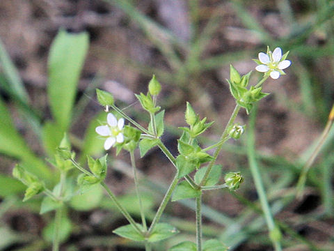 Arenaria serpyllifolia