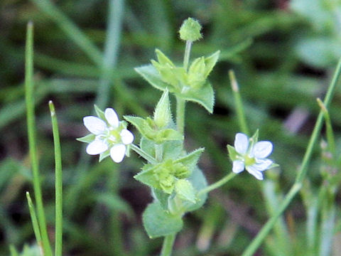 Arenaria serpyllifolia