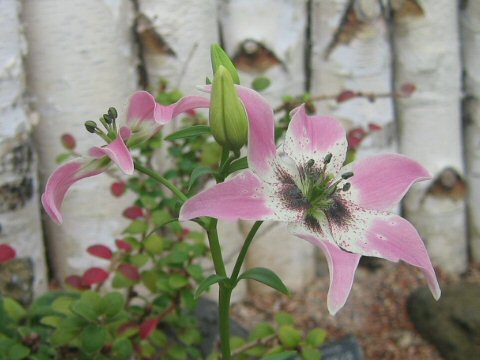 Nomocharis saluenensis