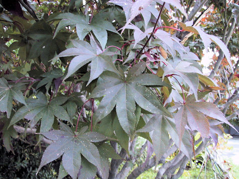 Acer amoenum cv. Sanguineum