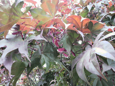 Acer amoenum cv. Sanguineum