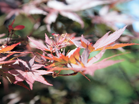 Acer amoenum cv. Sanguineum