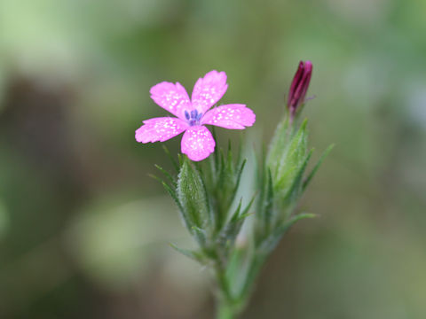 Dianthus armeria