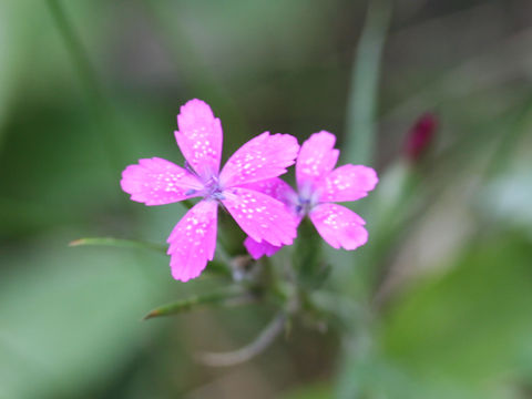 Dianthus armeria
