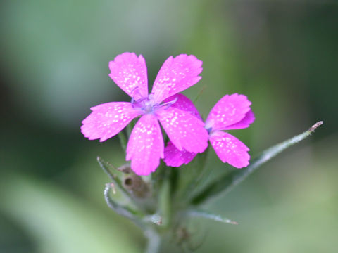 Dianthus armeria