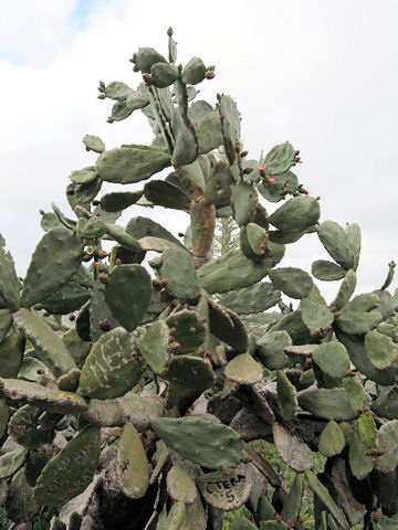 Nopalea cochenillifera