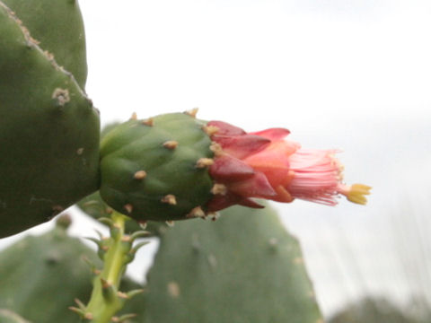 Nopalea cochenillifera