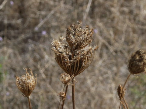 Daucus carota ssp. carota