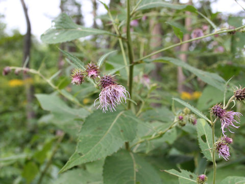 Cirsium norikurense