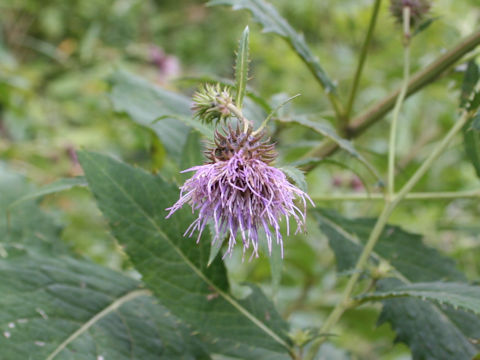 Cirsium norikurense