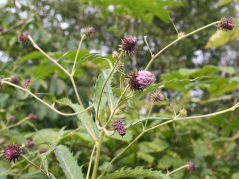 Cirsium norikurense