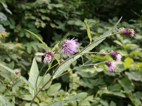 Cirsium norikurense