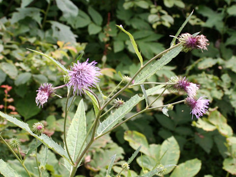 Cirsium norikurense