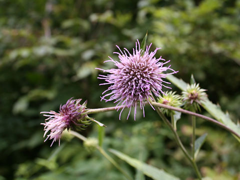 Cirsium norikurense