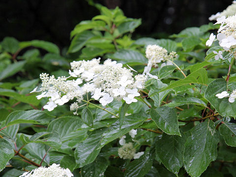 Hydrangea paniculata