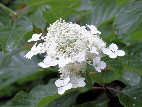 Hydrangea paniculata