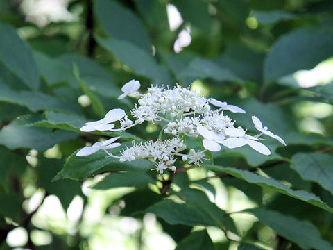 Hydrangea paniculata