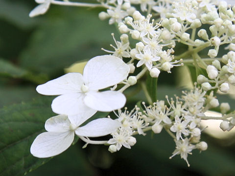 Hydrangea paniculata