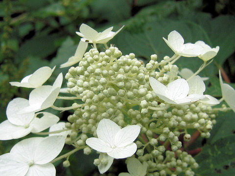 Hydrangea paniculata