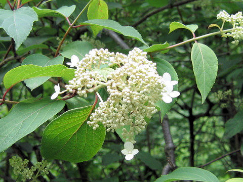 Hydrangea paniculata