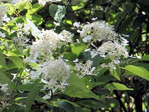 Hydrangea paniculata