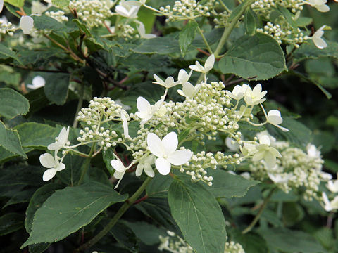 Hydrangea paniculata