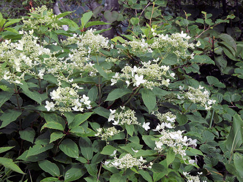 Hydrangea paniculata