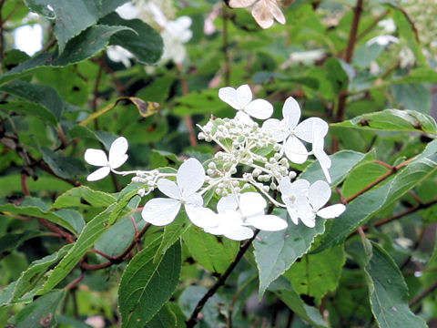 Hydrangea paniculata