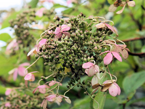 Hydrangea paniculata