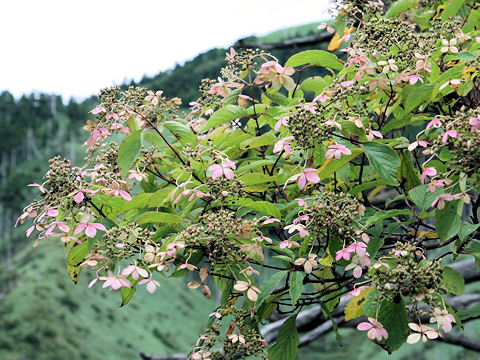 Hydrangea paniculata