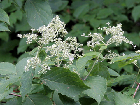 Hydrangea paniculata