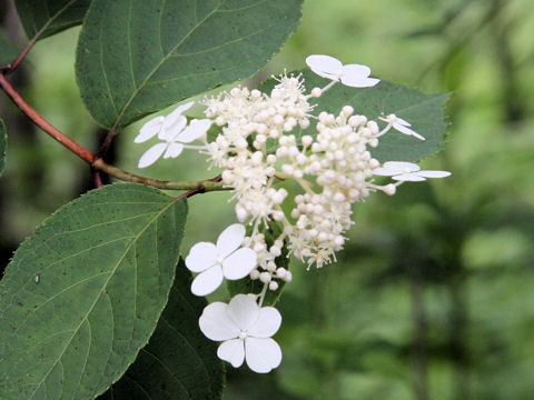 Hydrangea paniculata