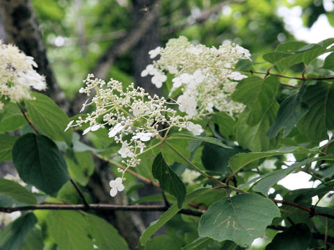 Hydrangea paniculata